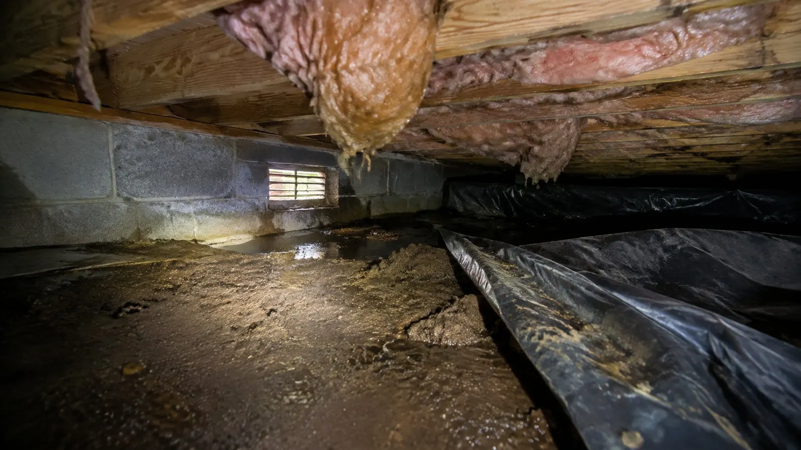 Damp crawl space with wet insulation and a pulled-back vapor barrier